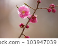 Plum blossoms 3 103947039