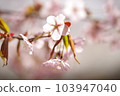Cherry blossoms flower up 103947040