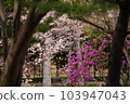 Cherry blossoms and azaleas 103947043