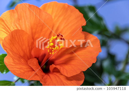 Orange Hibiscus Summer Breeze Orange Hibiscus Summer Breeze 103947118