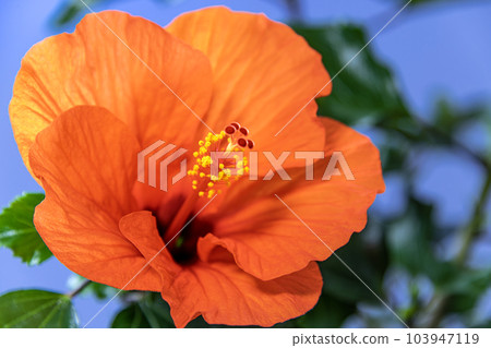 Orange Hibiscus Summer Breeze Orange Hibiscus Summer Breeze 103947119
