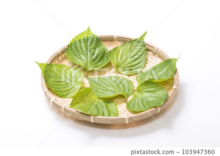 紫蘇葉 紫蘇葉 健康蔬菜 103947360