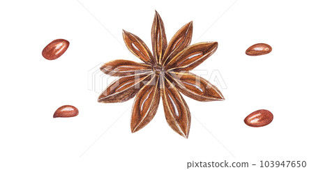 Watercolor Star Anise isolated on white background. Botanical illustration for menu decoration, Christmas and New Year cards, book design, greetings, stickers, spice shops 103947650
