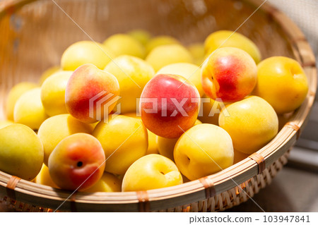 Minami Takane plum 103947841