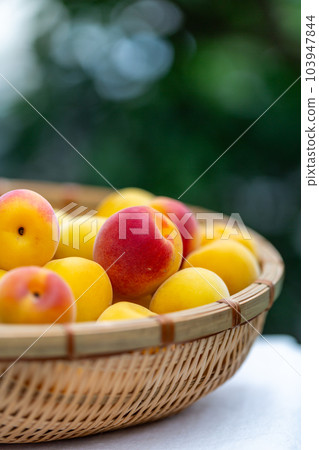 Minami Takane plum 103947844