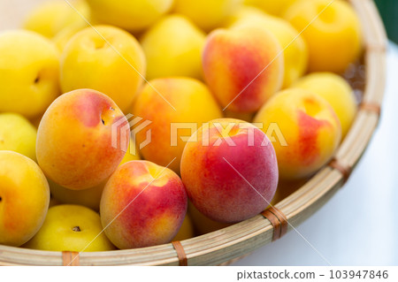 Minami Takane plum 103947846