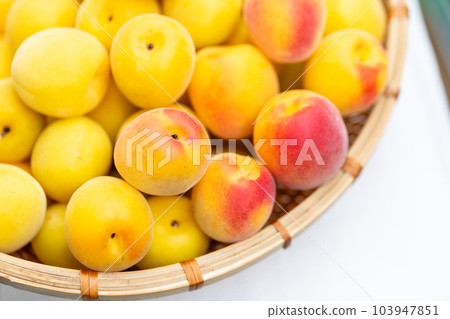 Minami Takane plum 103947851