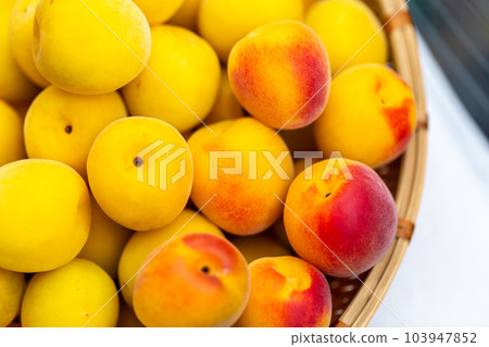 Minami Takane plum 103947852