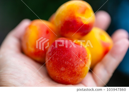 Minami Takane plum 103947860