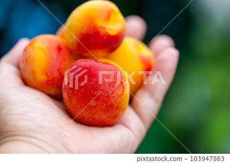 Minami Takane plum 103947863