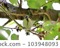 Juvenile titmouse perching on a tree branch 103948093