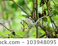 Juvenile titmouse perching on a tree branch 103948095