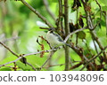 Juvenile titmouse perching on a tree branch 103948096