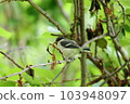 Juvenile titmouse perching on a tree branch 103948097
