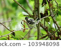 Juvenile titmouse perching on a tree branch 103948098