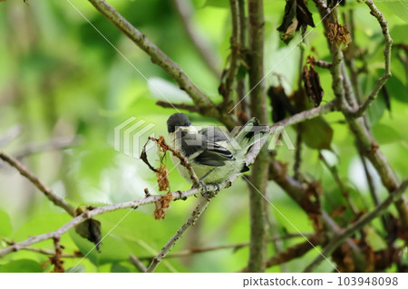棲息在樹枝上的少年山雀 103948098