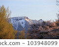 Maeda Forest Park and Mt. Teine in spring 103948099