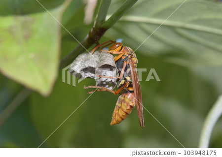 Seguro Asaki的巢 Seguro Asaki的巢 103948175