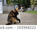 Cat  103948222