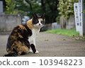 Cat  103948223