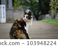 Cat  103948224