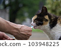 Stray cat 103948225