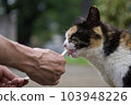 Cat  103948226