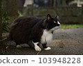 Cat  103948228