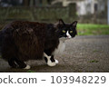 Cat  103948229