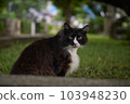 Cat  103948230