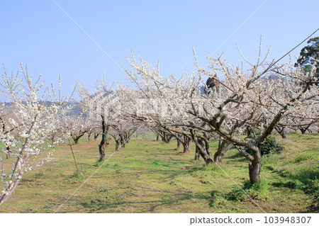 Bamboo garden in full bloom Bamboo garden in full bloom 103948307