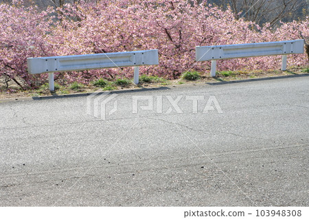 Kawazu cherry blossoms blooming along the road 103948308