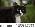 Cat  103948353