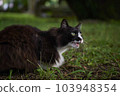 Cat  103948354