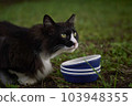 Stray cat 103948355