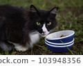 Cat  103948356