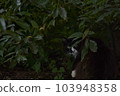 Cat  103948358