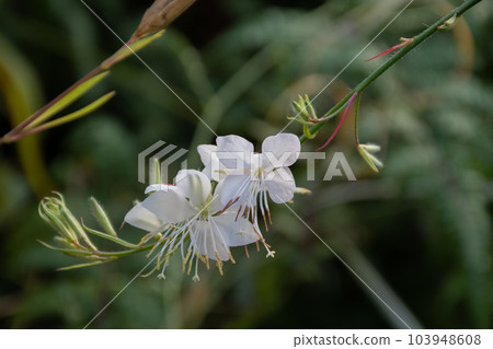 白花綻放盛開 103948608