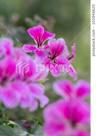 Blooming pink geranium flowers Blooming pink geranium flowers 103948620