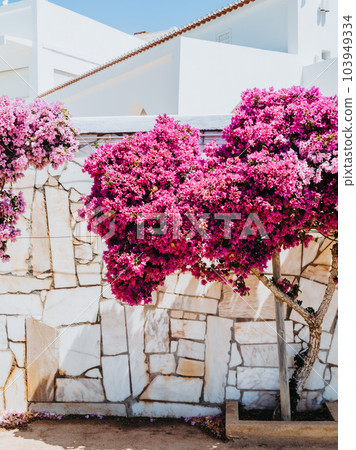 Blooming bougainvillea in a garden strewn with flowers. 103949334