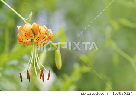 Orange yellow fawn lily that blooms backwards 103950124