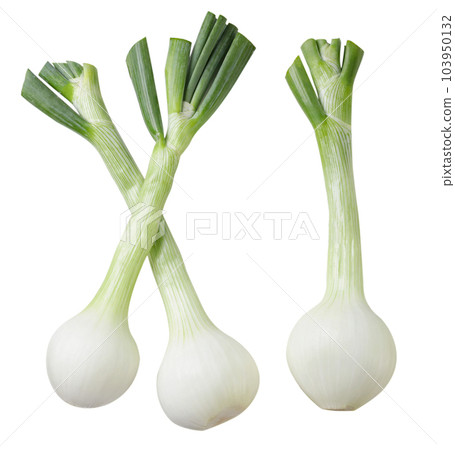Set of onions with green leaves on a white background. Set of onions with green leaves on a white background. 103950132