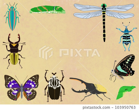 insect frame 3 insect frame 3 103950763
