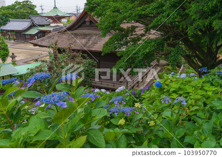 Shokaiji Temple, Hydrangea in full bloom <Inazawa City, Aichi Prefecture> 103950770