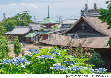 Shokaiji Temple, Hydrangea in full bloom <Inazawa City, Aichi Prefecture> 103950771