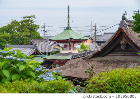 正開寺，繡球花盛開<愛知縣稻澤市> 103950803