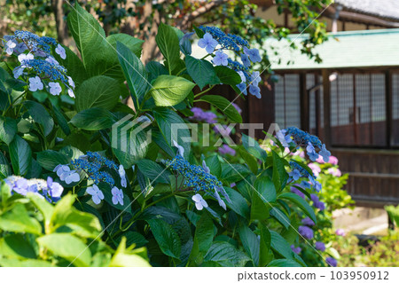 正開寺,繡球花盛開<愛知縣稻澤市> 正開寺,繡球花盛開<愛知縣稻澤市> 103950912
