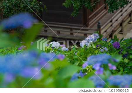 正開寺,繡球花盛開<愛知縣稻澤市> 正開寺,繡球花盛開<愛知縣稻澤市> 103950915