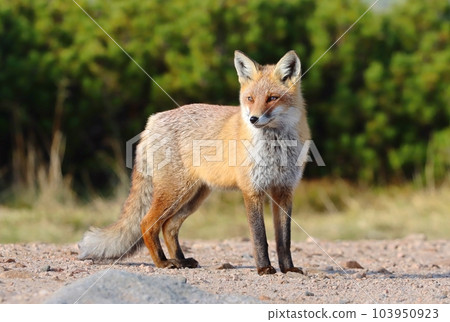Beautiful wild red fox on mountains Beautiful wild red fox on mountains 103950923