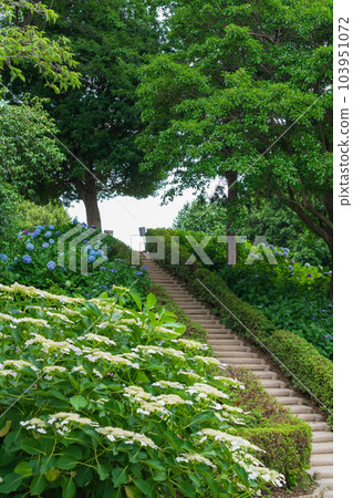 正開寺,繡球花盛開<愛知縣稻澤市> 正開寺,繡球花盛開<愛知縣稻澤市> 103951072